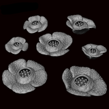 Raffelesia