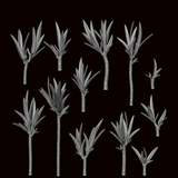 Yucca
