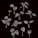 Begonia