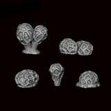 Pusillus Mushrooms