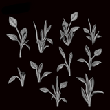 Philodendron 1
