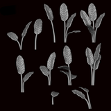 Strelitzia Plant
