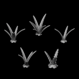 Aloe Vera Plants - Archies Forge