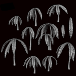 Anthurium 1 - Archies Forge