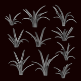 Chlorophytum Comosum Plant - Archies Forge