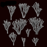 Clavaria Zollingeri Plant - Archies Forge