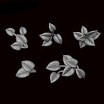 Devils Ivy - Archies Forge