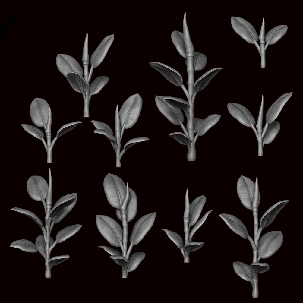 Ficus Elastica - Archies Forge
