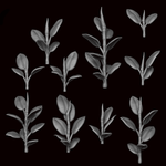 Ficus Elastica - Archies Forge
