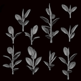Ficus Elastica - Archies Forge