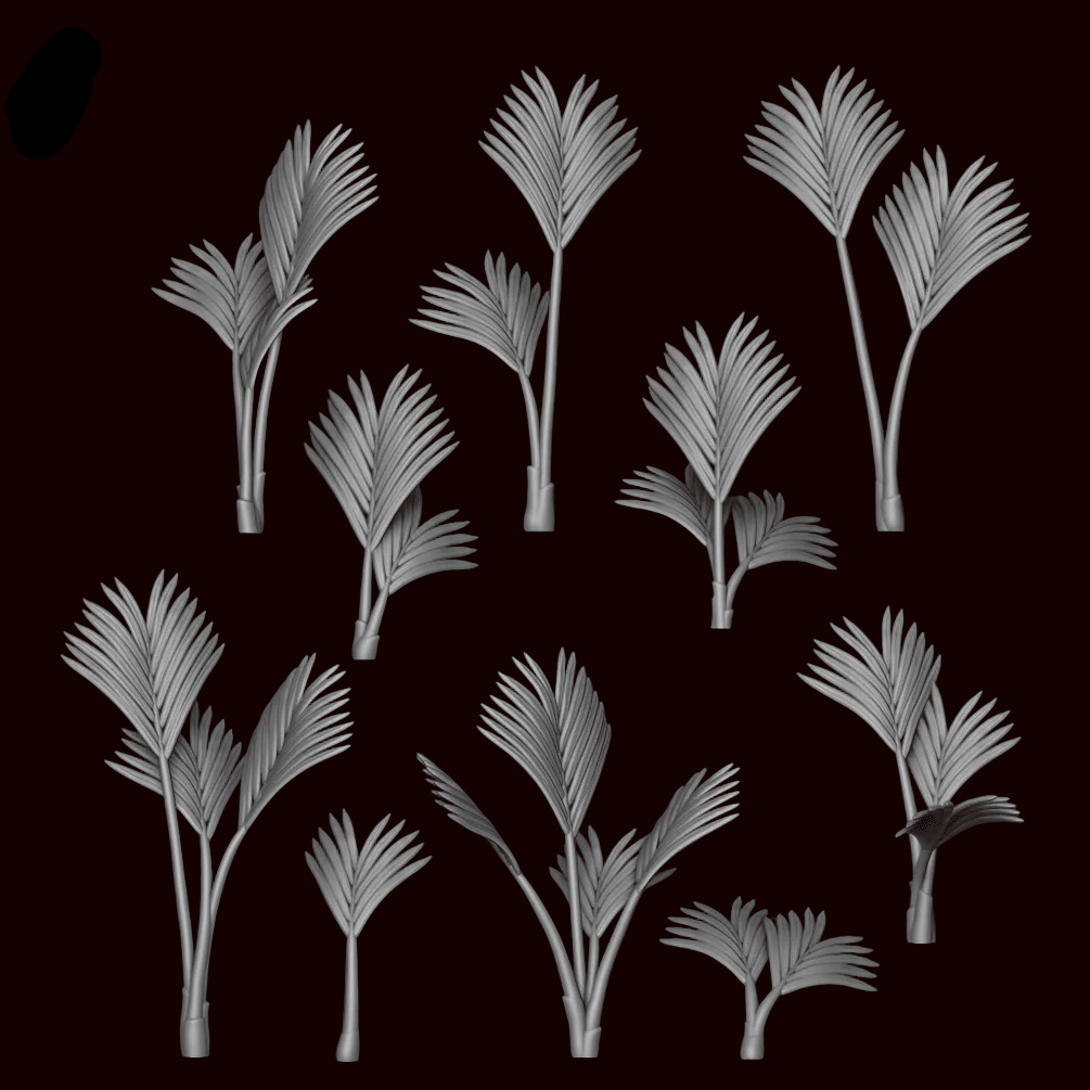 Howea Forsteriana Plant - Archies Forge