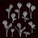Howea Forsteriana Plant - Archies Forge