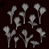 Howea Forsteriana Plant - Archies Forge