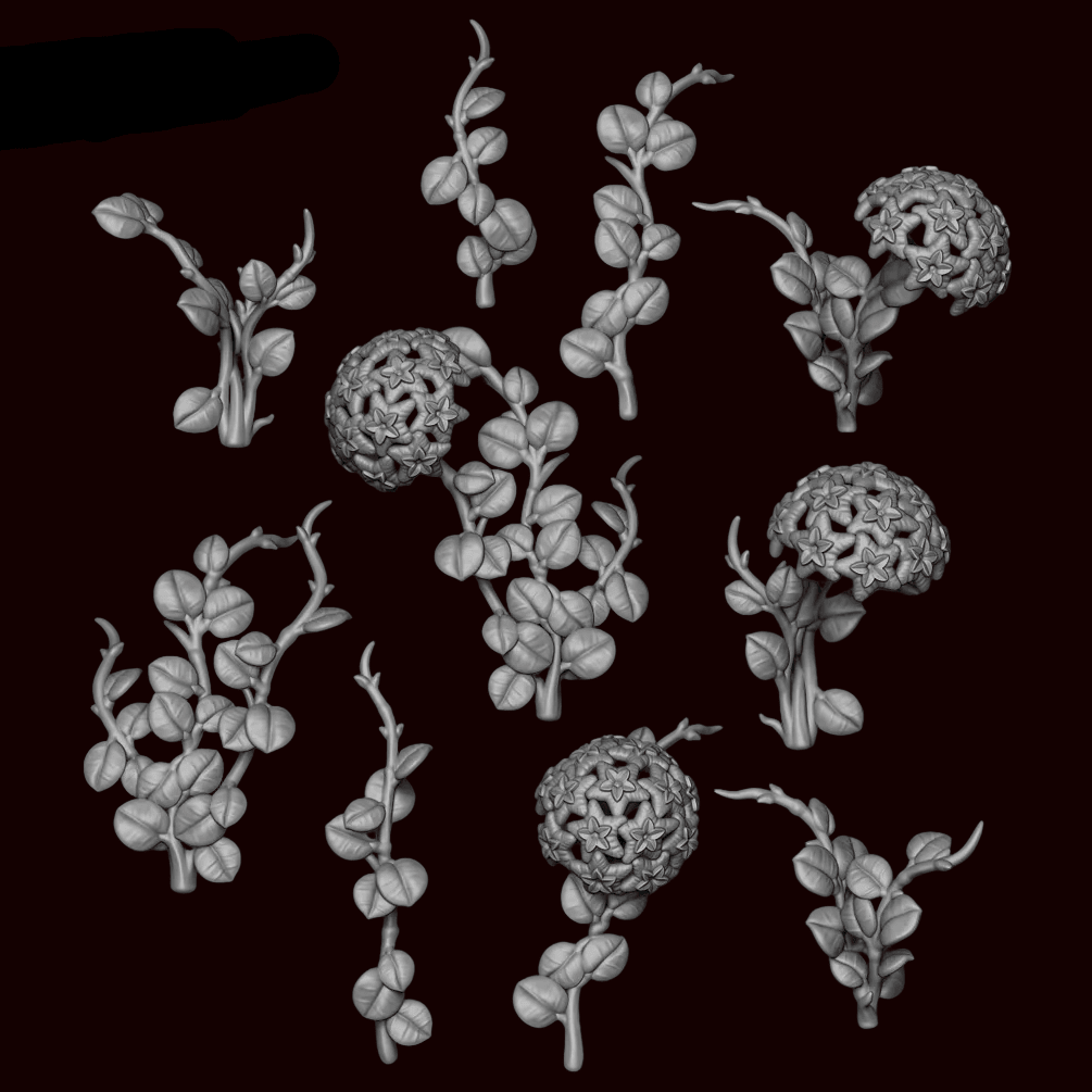 Hoya Plant - Archies Forge