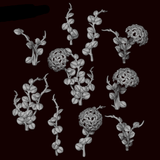 Hoya Plant - Archies Forge