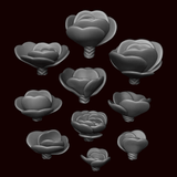 Kalanchoe Luciae Plant - Archies Forge