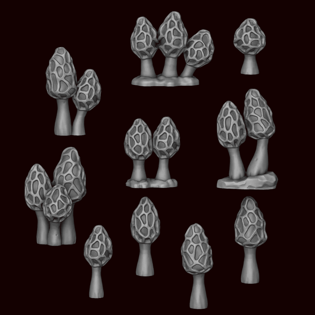 Mushrooms - Morchella Galilaea - Archies Forge