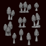 Mushrooms - Morchella Galilaea - Archies Forge