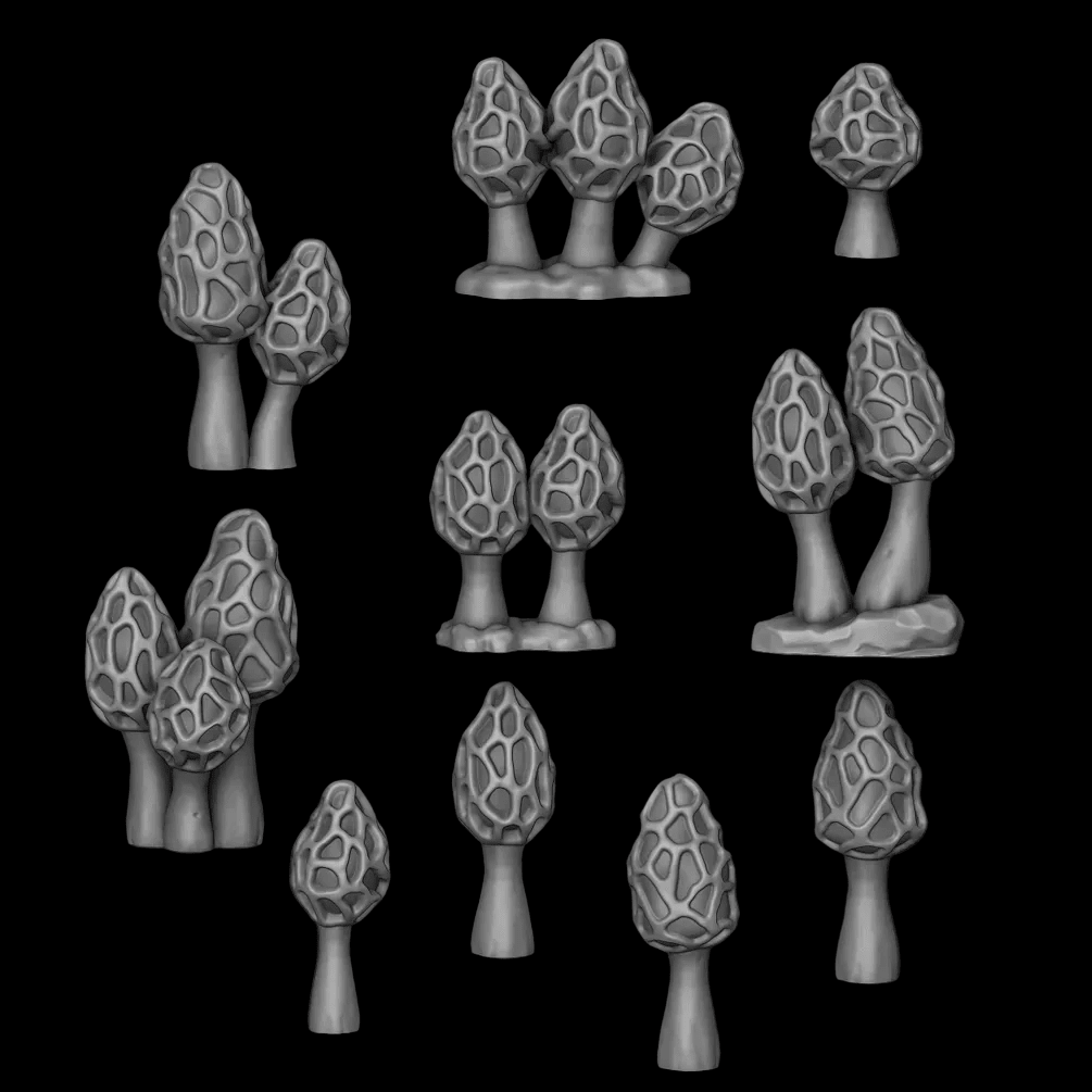 Mushrooms - Morchella Galilaea - Archies Forge