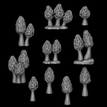 Mushrooms - Morchella Galilaea - Archies Forge