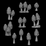 Mushrooms - Morchella Galilaea - Archies Forge