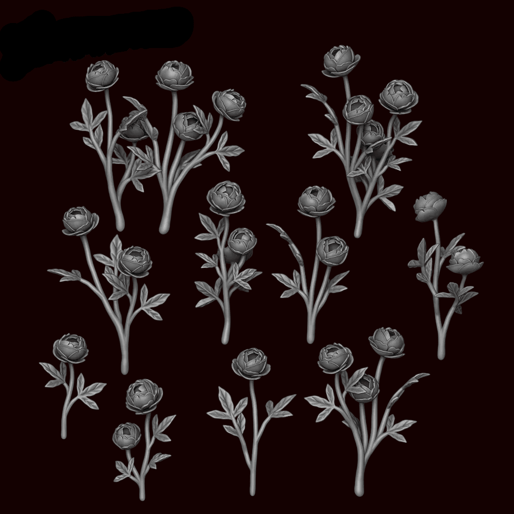 Peony Plants - Archies Forge