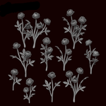 Peony Plants - Archies Forge
