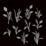 Philodendron 1 - Archies Forge
