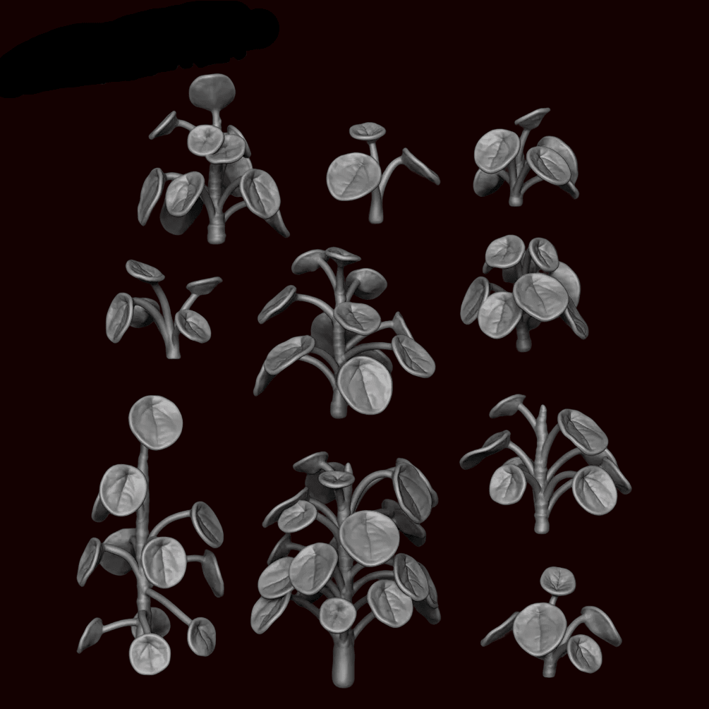 Pilea Peperomioides Plant - Archies Forge