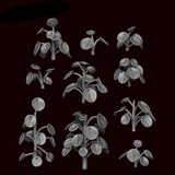 Pilea Peperomioides Plant - Archies Forge