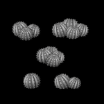 Round Cactus - Archies Forge