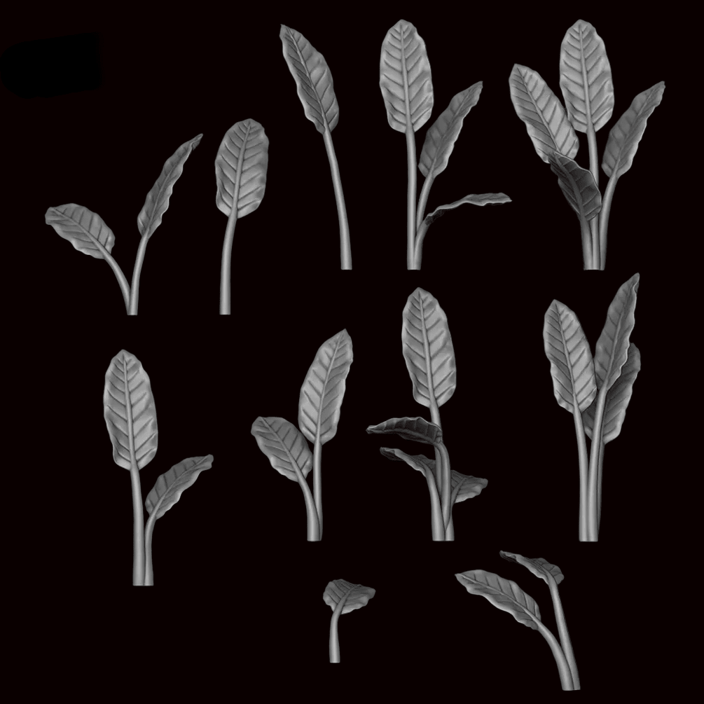 Strelitzia Plant - Archies Forge