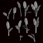 Strelitzia Plant - Archies Forge