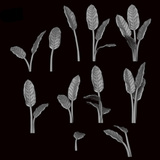 Strelitzia Plant - Archies Forge
