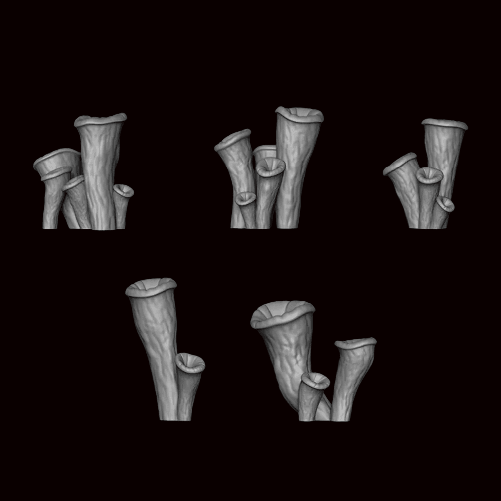 Trumpet Mushrooms - Archies Forge