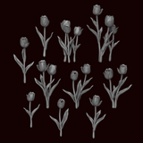 Tulip Plants - Archies Forge