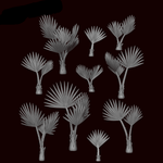 Washingtonia Robusta Plant - Archies Forge