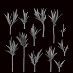 Yucca - Archies Forge