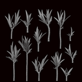 Yucca - Archies Forge